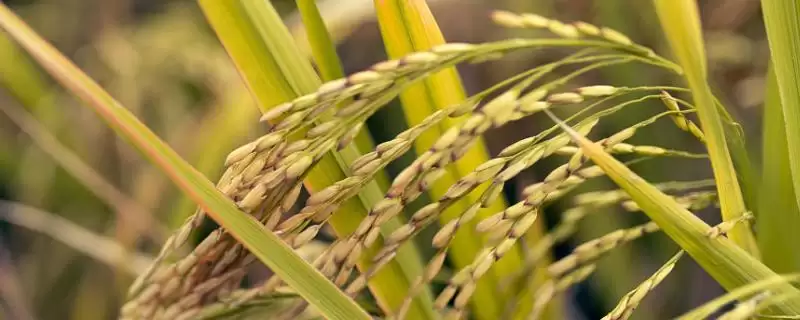 通育8801水稻种情况，生育期多少天？-会东网