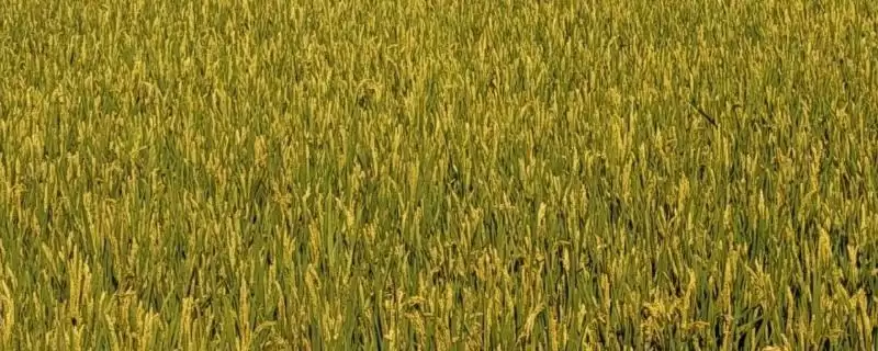 渝优1351水稻品种需特别注意稻瘟病防治？-会东网