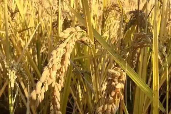 爽两优华占水稻品种简介(爽两优华占水稻每亩有效穗数17.8万穗)插图2
