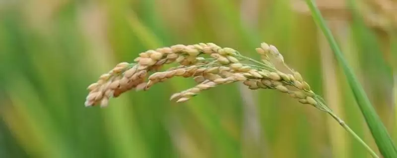 荃优851水稻种子每亩有效穗数16.2万穗咋回事?插图 荃优851水稻种子每亩有效穗数16.2万穗咋回事?插图
