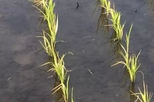 水稻药害的症状及防治方法(水稻药害分急性和慢性及防治方法)插图2 水稻药害的症状及防治方法(水稻药害分急性和慢性及防治方法)插图2