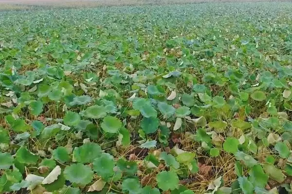 如何种植莲藕(种植莲藕通常在池塘或稻田中进行)插图3