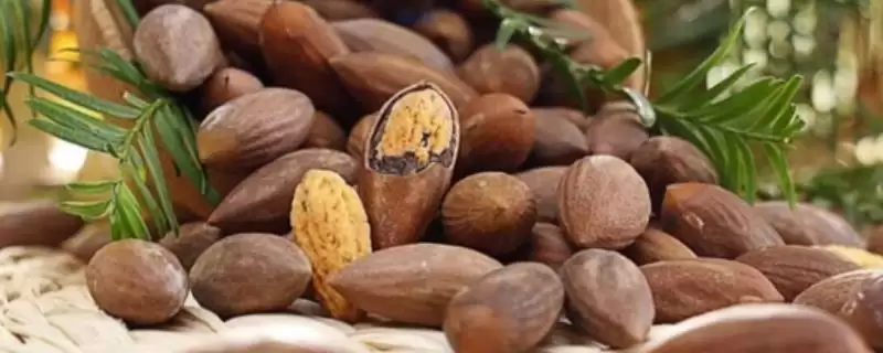 香榧子是啥树果实，香榧树有何特点？-会东网