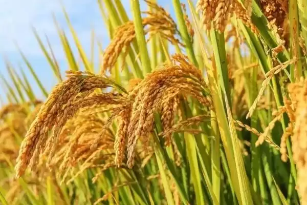 珂两优华宝咋防治病虫害？做好病虫防治，守护水稻插图3