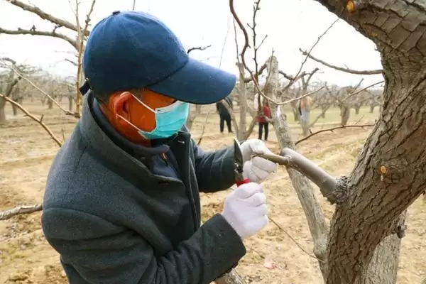 种梨树为何要种花期相近授粉品种树苗？插图2