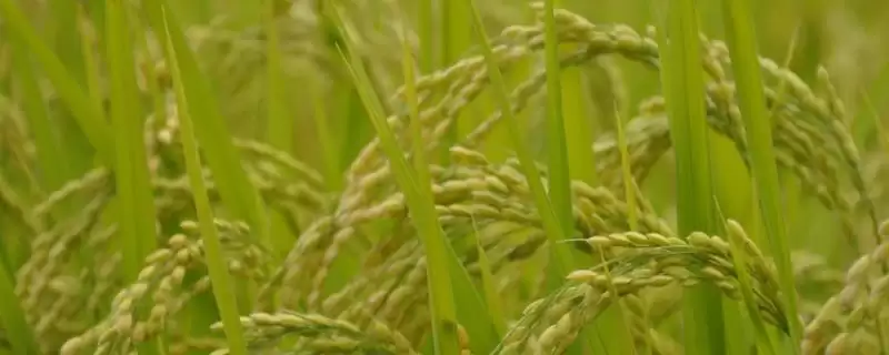 天盈6016水稻品种简介(天盈6016水稻种子为普通粳稻品种)-会东网