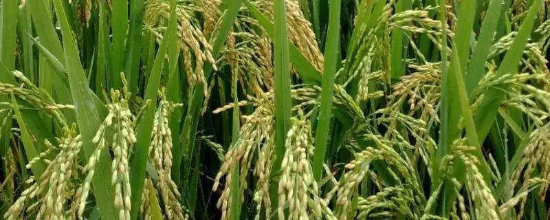 珍粳678水稻种子4月中旬播种合适吗？-会东网
