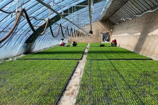 蒜苗的种植方法(蒜苗种植前需把蒜瓣剥开浸泡处理)插图3