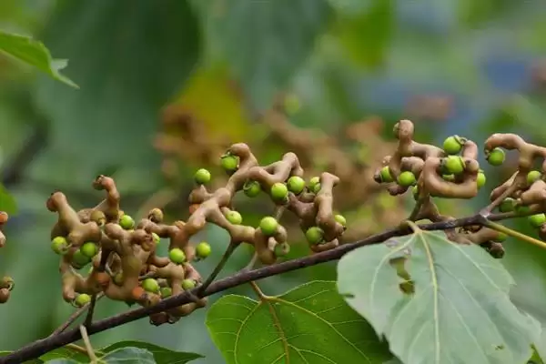 种植拐枣如何管理，抑制主梢疯长原因？插图2