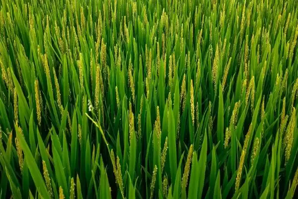 珂两优华宝咋防治病虫害？做好病虫防治，守护水稻插图1