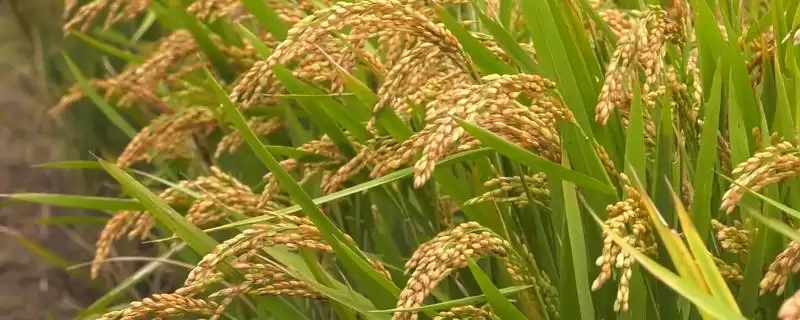 水稻的亩产量(水稻低产田亩产量通常在600-700斤左右)-会东网