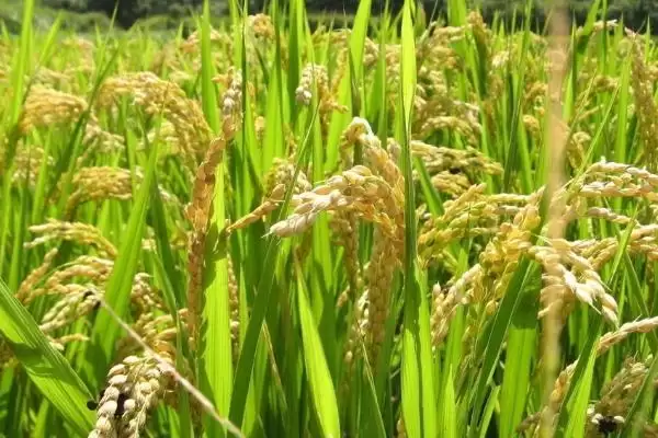 临秀67适宜种植密度多少？每亩20000穴左右，合理密植插图1