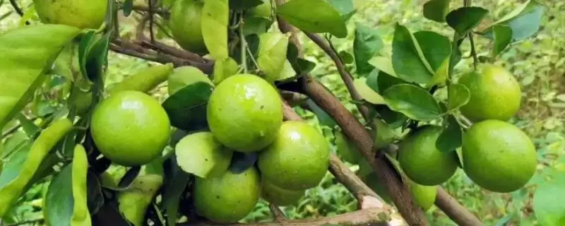 种植柠檬的注意事，挑优质种子的原因？-会东网