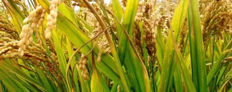 中龙粳13号水稻品种特性，每亩有效穗多少？-会东网