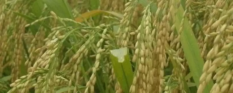 万金优322水稻品种特性，两病咋特别防治？-会东网