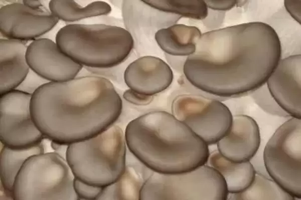 种植平菇的新方法，接种后通风何作用？插图3