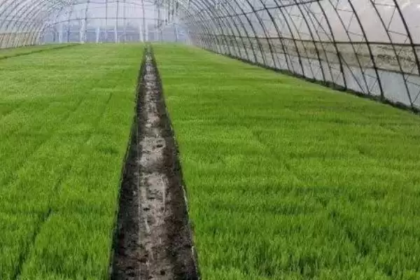 水稻苗床管理技术(水稻苗床管理技术浇水时一定要浇透)插图3