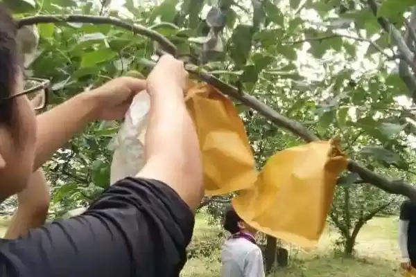 种梨树为何要种花期相近授粉品种树苗？插图15
