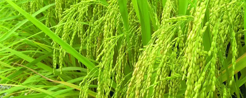 玉稻518水稻品种全生育期155.4天怎样？-会东网