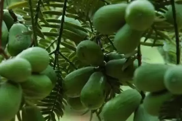 香榧子是啥树果实，香榧树有何特点？插图1