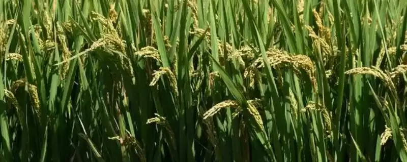 秀优7113水稻品种情况，属何种杂交水稻？-会东网