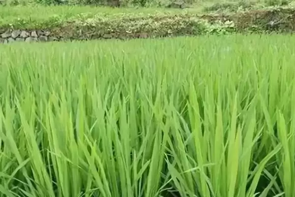 水稻分蘖期怎么管理(水稻分蘖期需做好追肥、晒田、除草工作)插图2