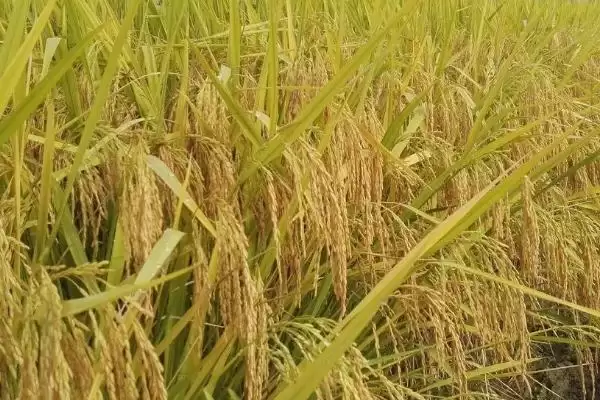 荃优851水稻种子每亩有效穗数16.2万穗咋回事?插图2 荃优851水稻种子每亩有效穗数16.2万穗咋回事?插图2