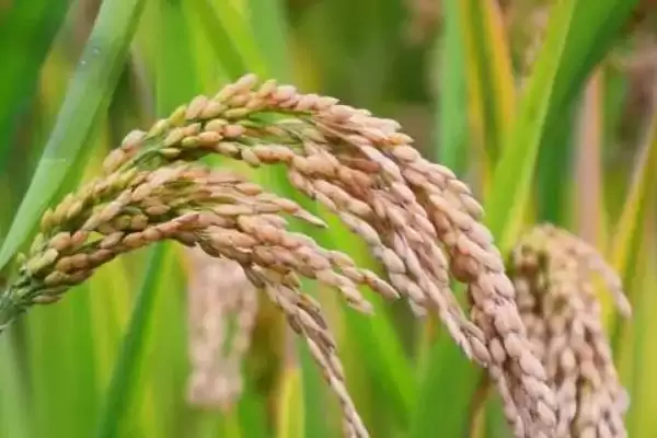 荃广优丝苗水稻种子大田用种量咋回事？插图2