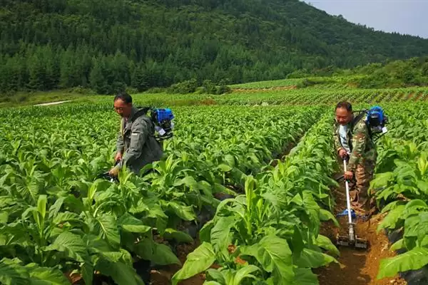 烟草的种植方式，播种前晒种何作用？插图6