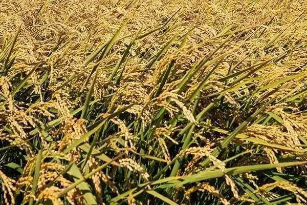 内香6优9号水稻品种全生育期155.9天有啥特点？插图1