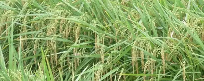 天源粳036水稻品种的特性(天源粳036全生育期时长为121.9天)插图 天源粳036水稻品种的特性(天源粳036全生育期时长为121.9天)插图