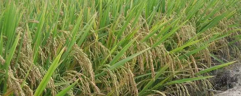 雨两优1033水稻种子5月中下旬播种合适吗？-会东网