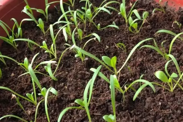 夏天种菠菜咋处理种子，凉水浸泡有何用？插图3