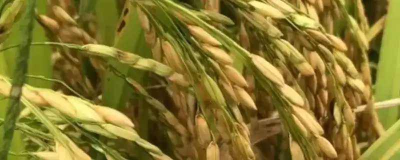 乌蒙红1号水稻种子情况，清明节播原因？-会东网