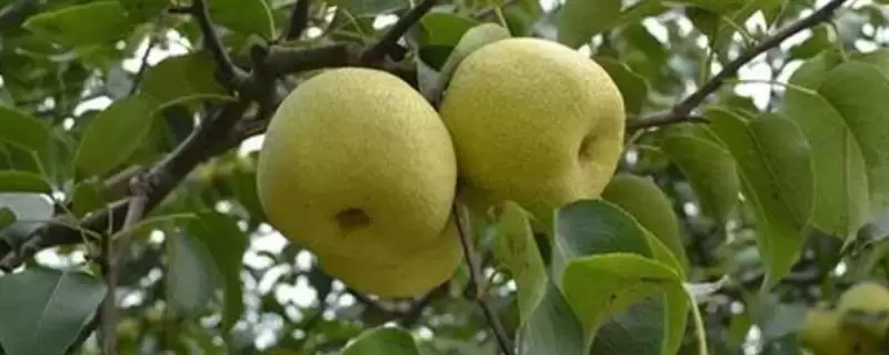 种梨树为何要种花期相近授粉品种树苗？-会东网