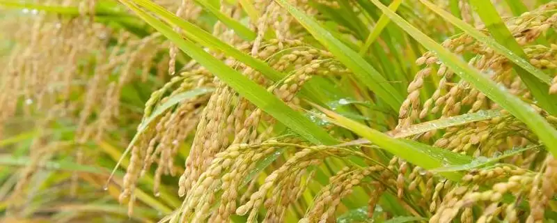 珂两优华宝咋防治病虫害？做好病虫防治，守护水稻-会东网