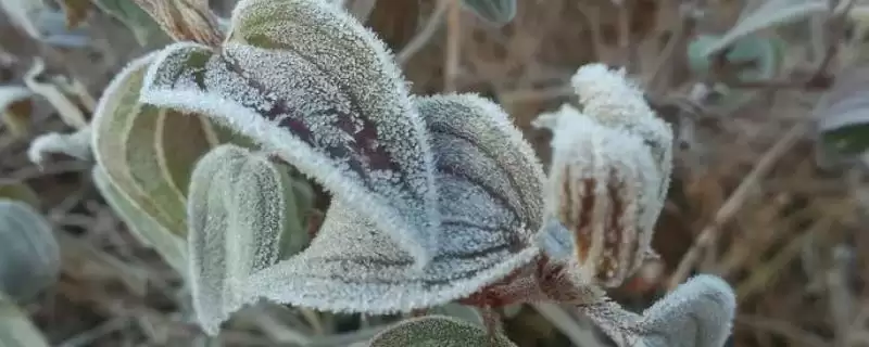 霜降的气候特点(霜降时节气候特点为昼夜温差较大)-会东网