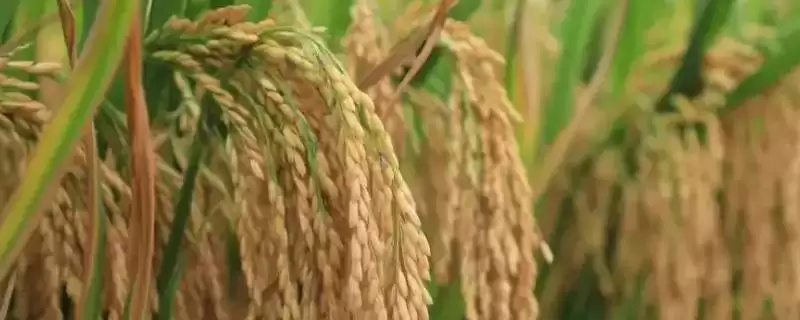 桃优晶丝181水稻种子简介(桃优晶丝181水稻每亩有效穗数19.9万穗)-会东网
