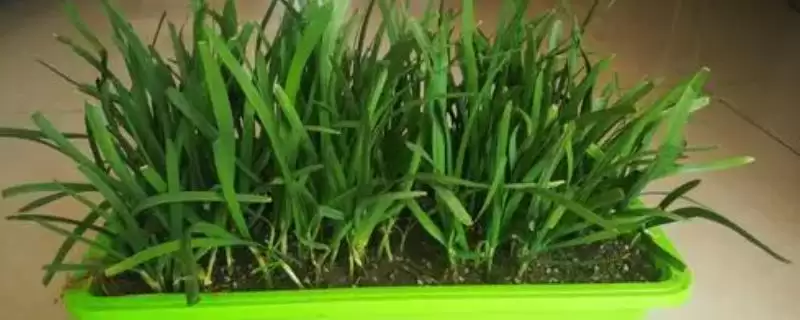 在家种韭菜为何要选耐贫瘠的品种呢?插图 在家种韭菜为何要选耐贫瘠的品种呢?插图