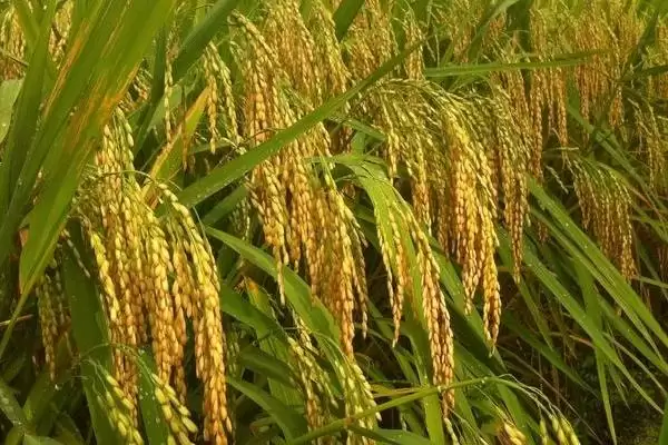 圣优108水稻品种的特性(圣优108水稻亩播种量为13公斤左右)插图1 圣优108水稻品种的特性(圣优108水稻亩播种量为13公斤左右)插图1