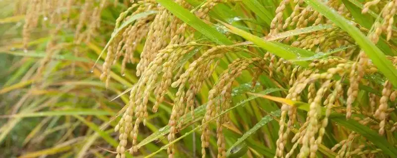 皖稻191号水稻品种情况，两病如何防治？-会东网