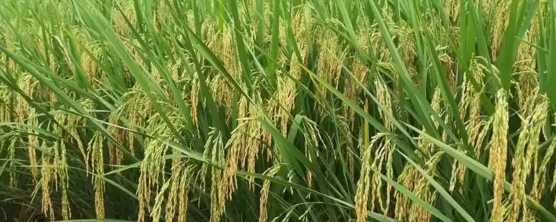 天丰优606水稻品种的特性(天丰优606全生育期时长为135.9天)-会东网