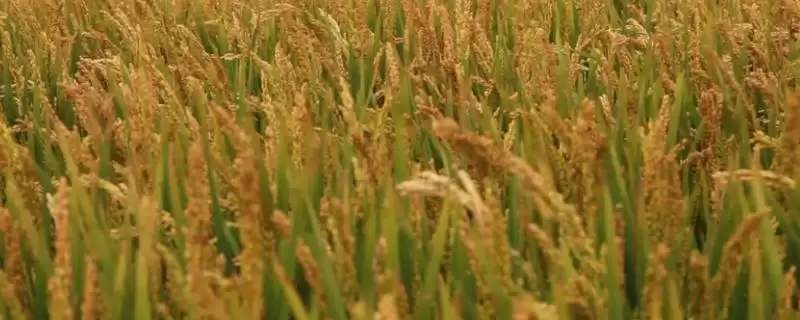 扬粳5118水稻品种特性，每亩基本苗多少？-会东网
