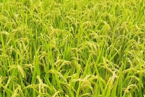 丽粳24号啥时候播种？三月下旬播种正当时插图2