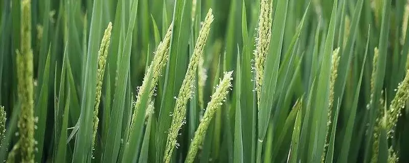 袁两优1号水稻种子4月下旬至5月中旬播？-会东网