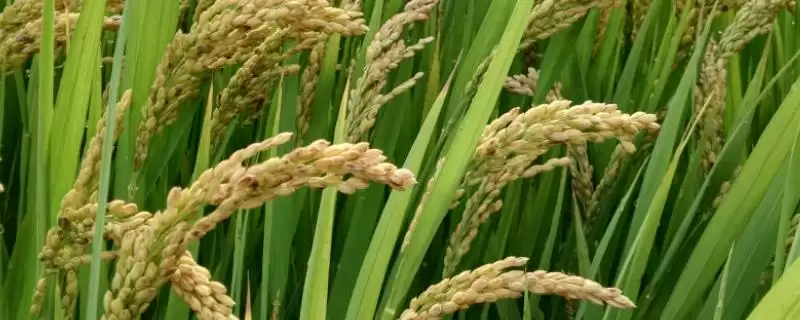 特优363水稻种子简介(特优363水稻每亩插(抛）2.0万穴左右)-会东网