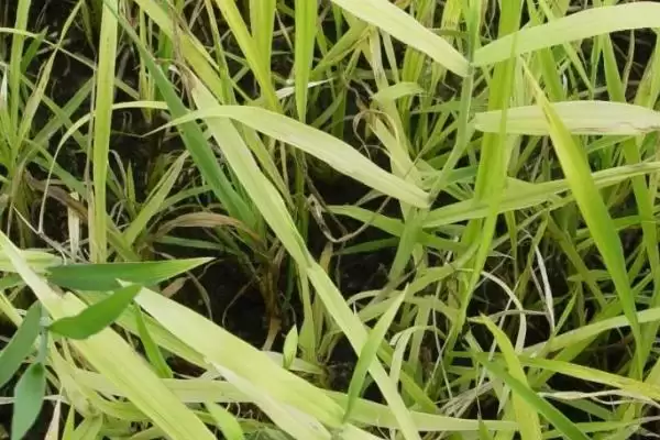 水稻药害的症状及防治方法(水稻药害分急性和慢性及防治方法)插图1 水稻药害的症状及防治方法(水稻药害分急性和慢性及防治方法)插图1