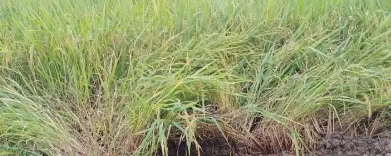 倒伏水稻排干水分、扶正稻株才能收割?插图 倒伏水稻排干水分、扶正稻株才能收割?插图