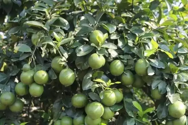 种植柠檬的注意事，挑优质种子的原因？插图1