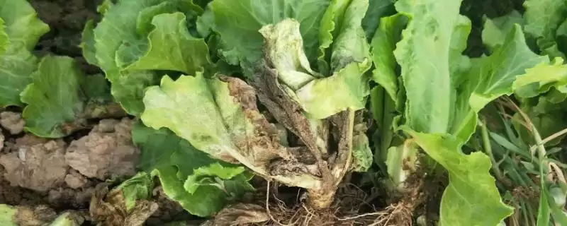 生菜灰霉病的综合防治方法(生菜灰霉病可与禾本科作物轮作防治)插图 生菜灰霉病的综合防治方法(生菜灰霉病可与禾本科作物轮作防治)插图